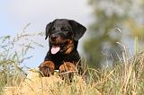 BEAUCERON - PUPPIES 120